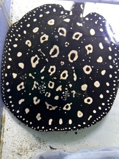 ダイヤモンドポルカ　　オス