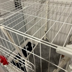 【ミニキャットケージ】差し上げます！！の画像