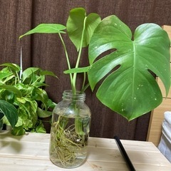 【観葉植物】モンステラ　水耕栽培