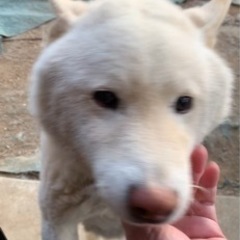 里親募集中です。