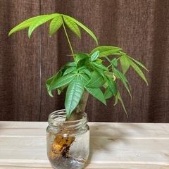 【観葉植物】パキラ　水耕栽培