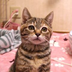 丸い顔、丸い目。さび＋きじ模様の３ヶ月過ぎの女の子。そっくりな姉...