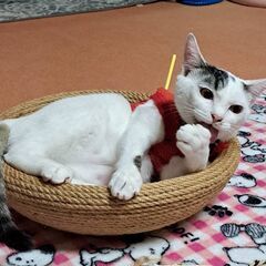 親猫の性格オットリを引き継いで超オットリさん。天真らんまん子猫、...