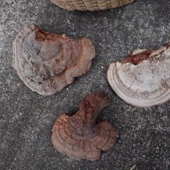 【処分予定】さるのこしかけの画像