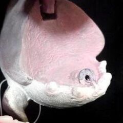 熱帯魚 サメ ブクブク コトブキ工芸 未使用　淡水海水の画像