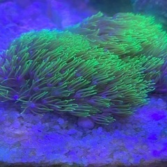 スターポリプ　メタリックグリーン