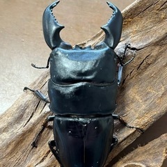 スマトラオオヒラタクワガタ　オス単品98.5ミリの画像