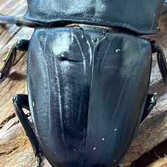 スマトラオオヒラタクワガタ　オス単品98.5ミリの画像