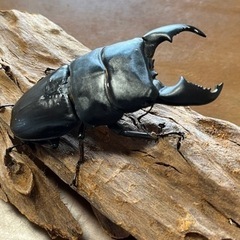 スマトラオオヒラタクワガタ　オス単品98.5ミリの画像