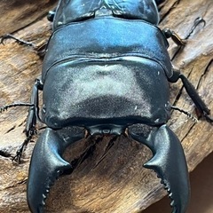 スマトラオオヒラタクワガタ　オス単品98.5ミリの画像