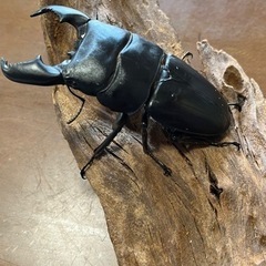 スマトラオオヒラタクワガタ　オス単品98.5ミリの画像
