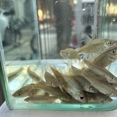 モツゴ　大きさmix 【大型魚餌、観賞用】