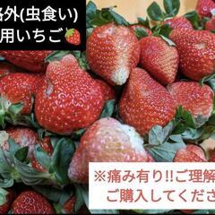 規格外!!虫食いなど…加工用いちご^^