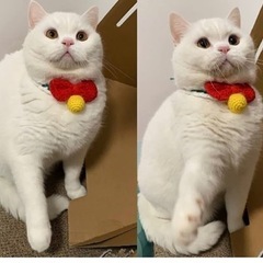 【新品】猫 犬 首輪 毛糸の画像