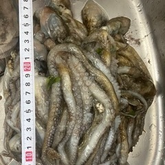 新鮮シガヤーダコ釣り餌(1キロ、2500円)残り1袋の画像