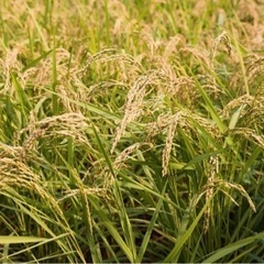 令和5年度　コシヒカリ玄米30Kg🌾