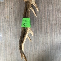 鹿の角　② 値下げ致しました【発送可能】