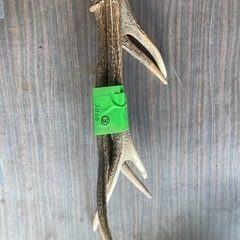 鹿の角　③ 値下げ致しました【発送可能】