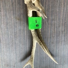 鹿の角　⑥ 値下げ致しました【発送可能】