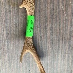 鹿の角　⑫【発送可能】