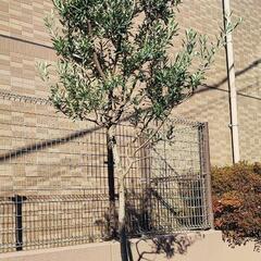 オリーブの植木鉢 約3m