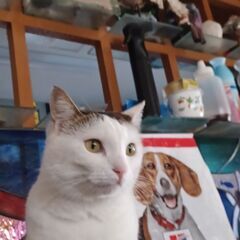 メス猫、3歳、避妊済、謝礼金1万円