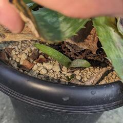 アロエの画像