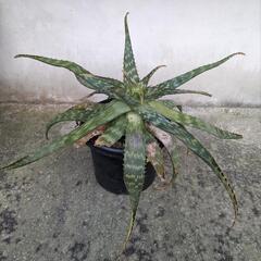 アロエ
