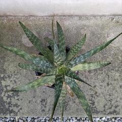 アロエの画像