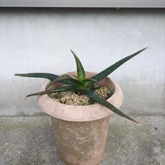 アロエ