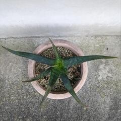 アロエの画像