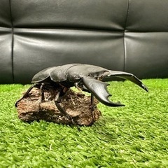 【本日最終日‼️】スラウェシオオヒラタ　♂1♀2ペアセット
