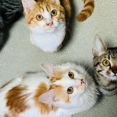 空猫✈️シリーズ❣️キャンセルに付き再募集❣️ノルウェージャンM...