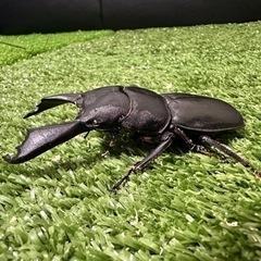 【本日最終日‼️】スラウェシオオヒラタ　♂1♀2ペアセット