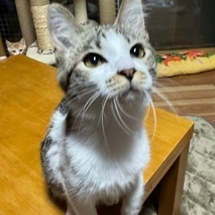 美猫のきじ白猫