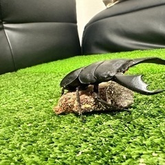 【本日最終日‼️】スラウェシオオヒラタ　♂1♀2ペアセット