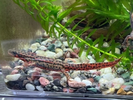 アカハライモリ　美個体　おまけ付き