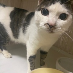 ワクチン・去勢済　推定２歳　男の子🐱