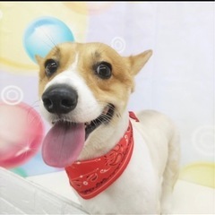 コーギー♂３歳 - 犬