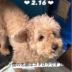 血統書付　トイプードル( オス) 11歳