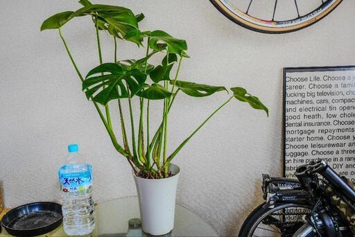 観葉植物⑫モンステラ（大）  美品