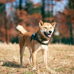 埼玉県の子犬の里親募集 無料であげます・譲ります｜ジモティー