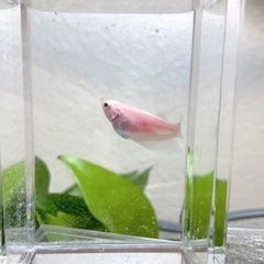 トラディショナルベタ♀稚魚