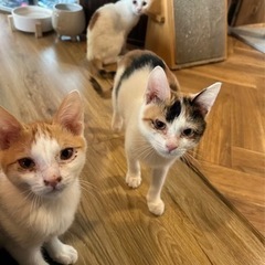 遊び盛りの元気いっぱい姉妹です − 兵庫県