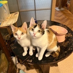 遊び盛りの元気いっぱい姉妹です - 猫