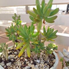 多肉植物　八千代