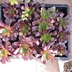 値下げ　多肉植物　カシミアバイオレットの画像