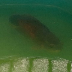 熱帯魚　オスカー【問い合わせが多く返信できない方もいます。申し訳...