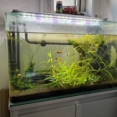 水槽　レグラス600 60センチ水槽　コトブキ　