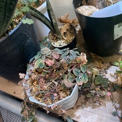 観葉植物　手狭になって来たのでもらって下さいの画像